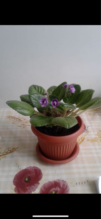 Продам фиалку и отростки