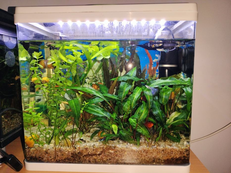 Vând acvarii complet echipate. Detalii in privat