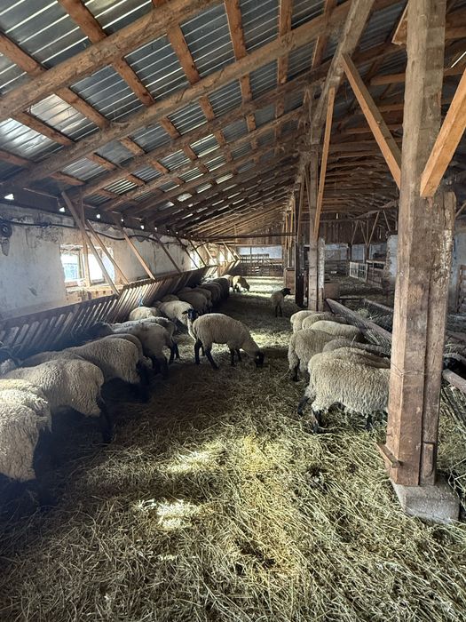 Mieluțe rasa Suffolk cu vârsta de peste 6 luni.