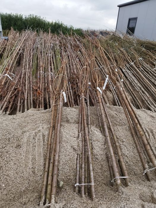 Здравейте предлагаме високо качествени дръвчета липа бреза Явор ясен