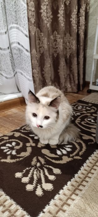 Отдаю красивую кршечку