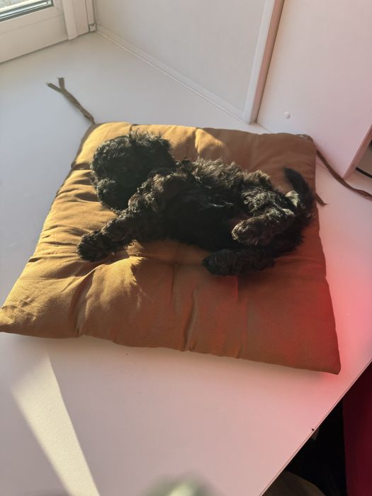 Продается Щенок той-пудель девочка