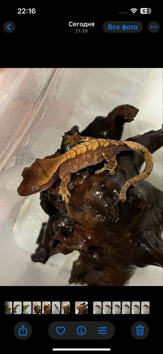 Малыши бананоеды(бананоед,бананоеды,геккон)