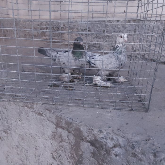 Челкар самец самка лет с игрой