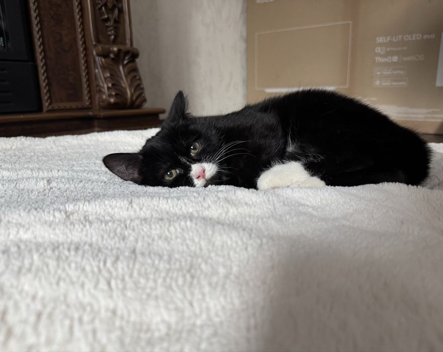 Дарю кошечку.