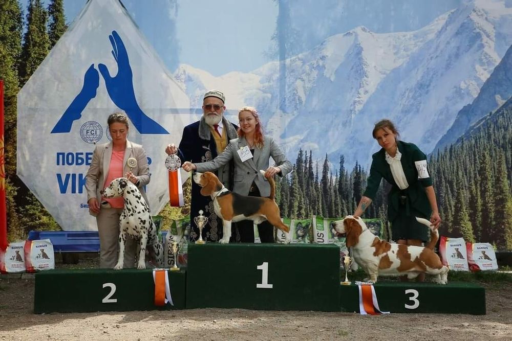 Кобель Бассет хаунда вязка