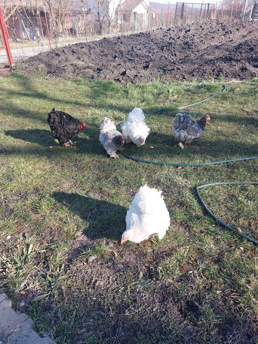 Ouă incubat Cochinchina