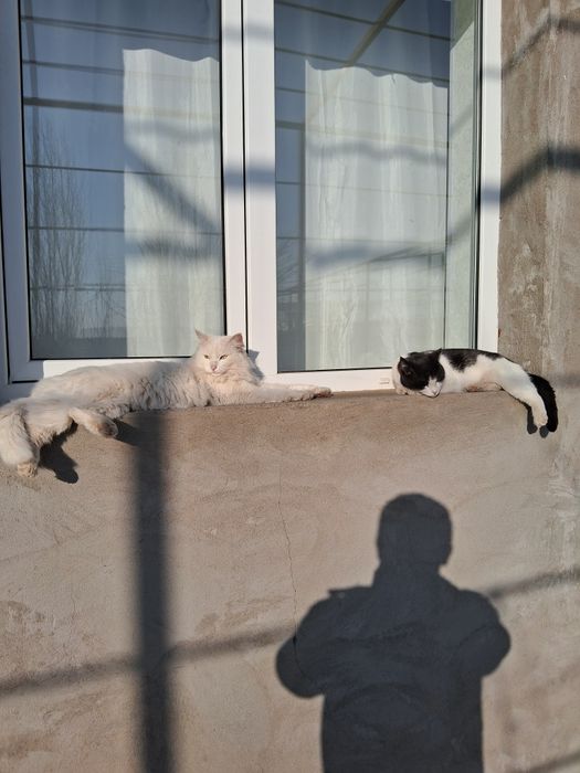 Продам кота , на фото слева белый