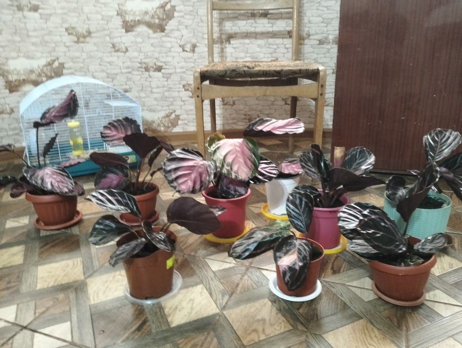 Домашние цветы. Не дорогие