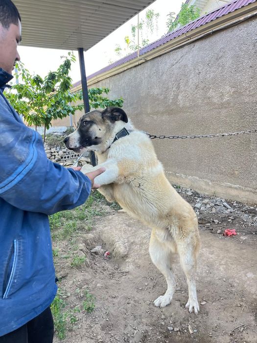 Күшік сатылады 6 айлық. Ит