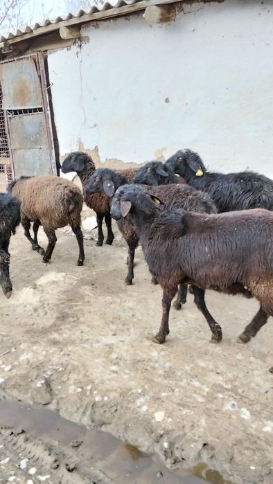 Продам токты кошкар