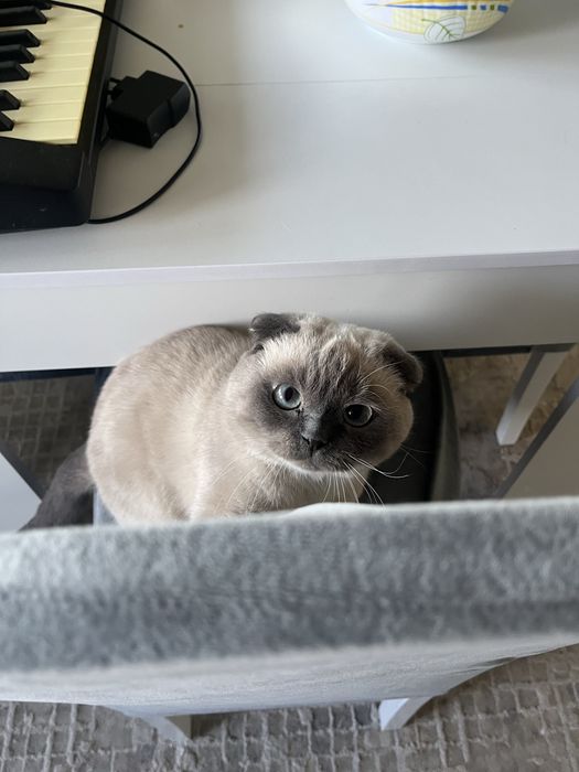 Ищем кошечку для вязки