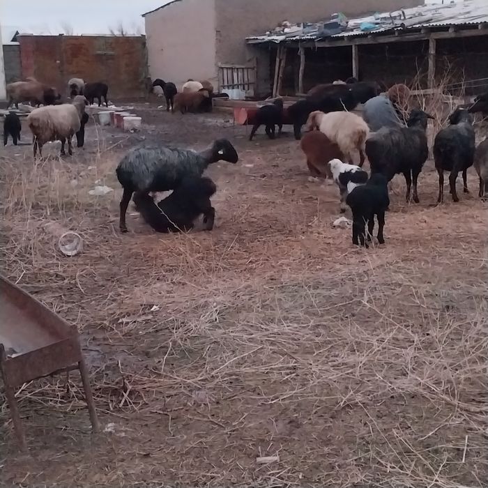 Малл Сатылады...