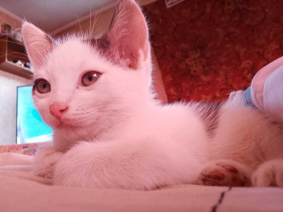 Котенок в добрые руки