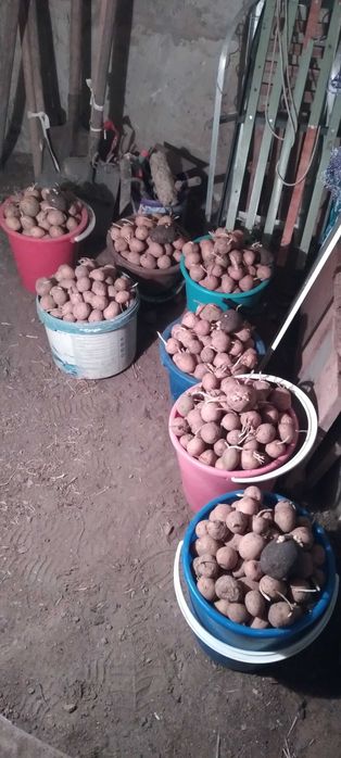 Картофель семенной на посадку