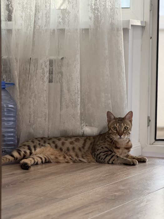 Бенгальский кот, с паспортом