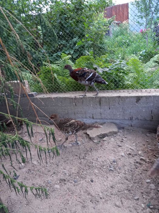 Продаются Фазаны Эллиота