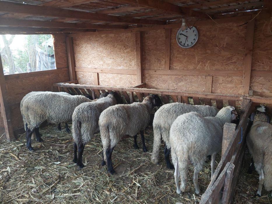 Vând 5 oi și un berbec