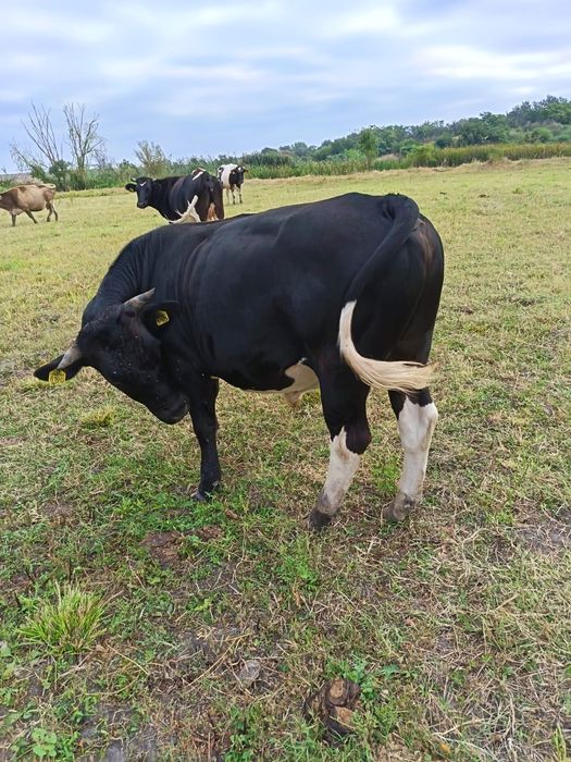 Vand taur tânăr.