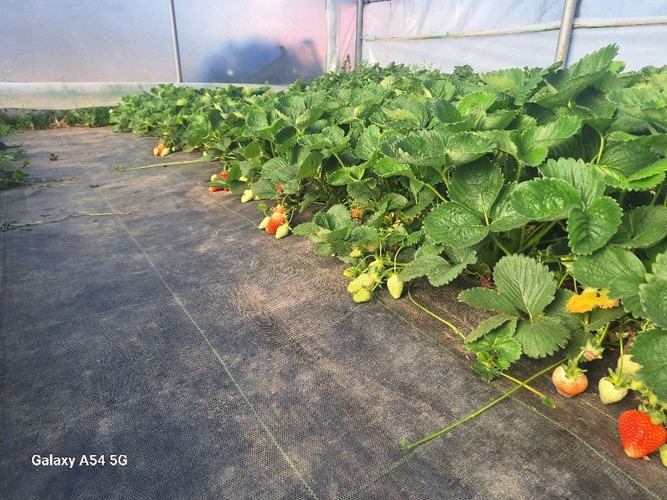 Stoloni căpșuni soi timpuriu  Clery