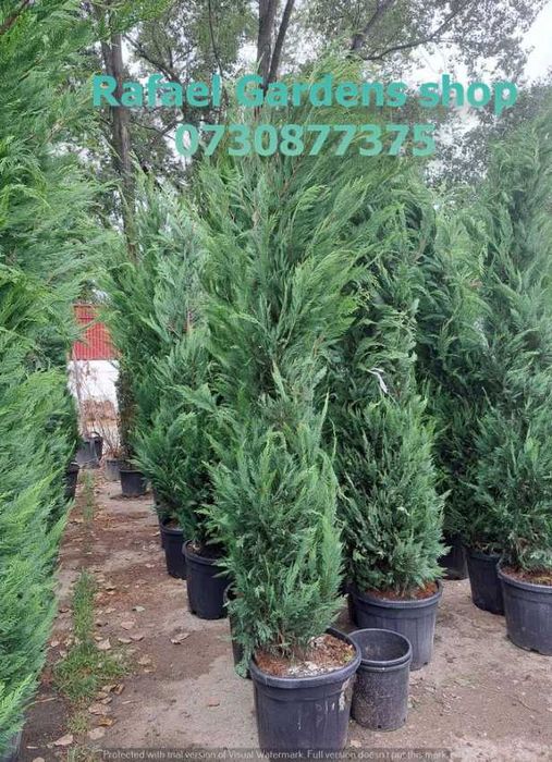 Amenajări cu Leylandii Cupressocyparis și Plante Ornamentale