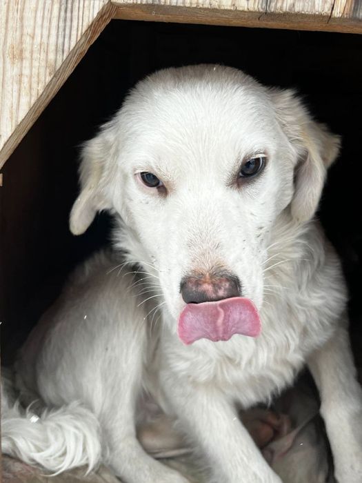 Отдам щенков в хорошие руки