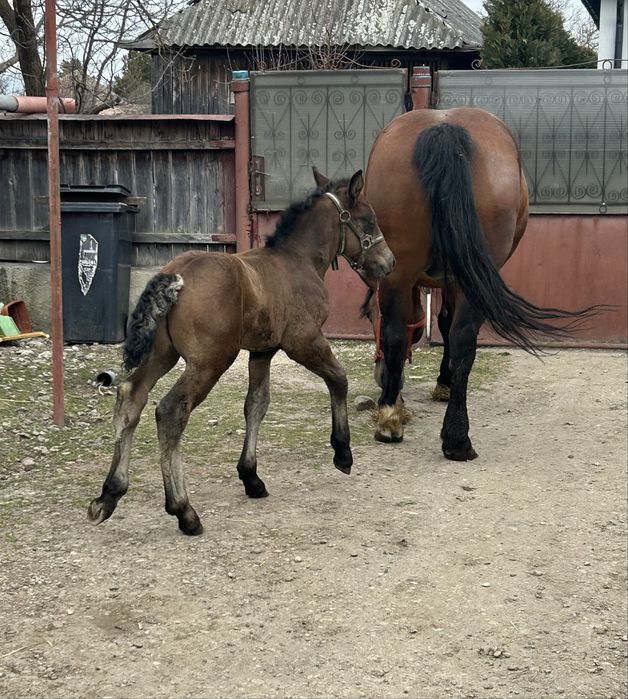 Vand sau schimb iapa