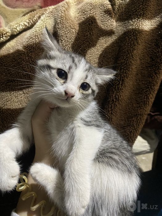 Котята отдаются бесплатно
