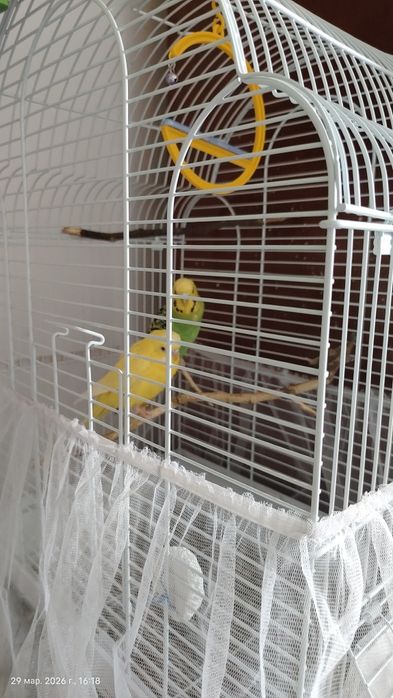 Продам пару попугаев