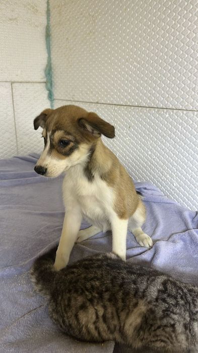 Две маленькие девочки ищут дом!