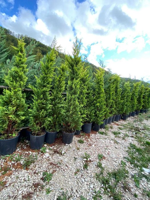 Leylandii de Vânzare – Ideal pentru Împrejmuiri Naturale