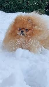 Продам собачку породы шпиц девочка 11 Мес