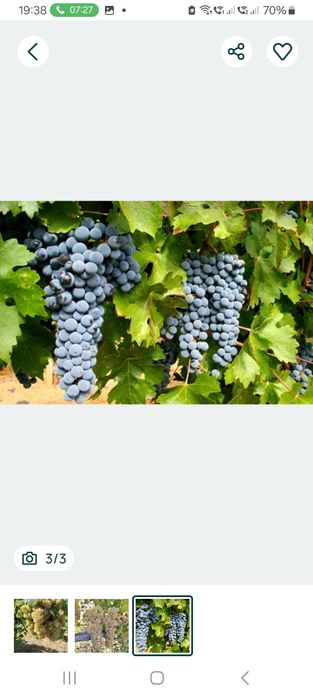 Struguri de vin de calitate superioara net