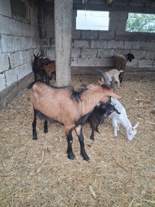 Țap alpin francez