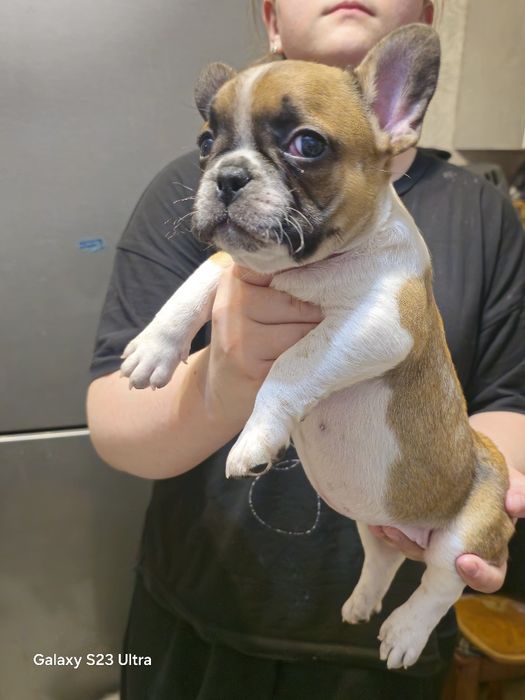 Французский бульдог