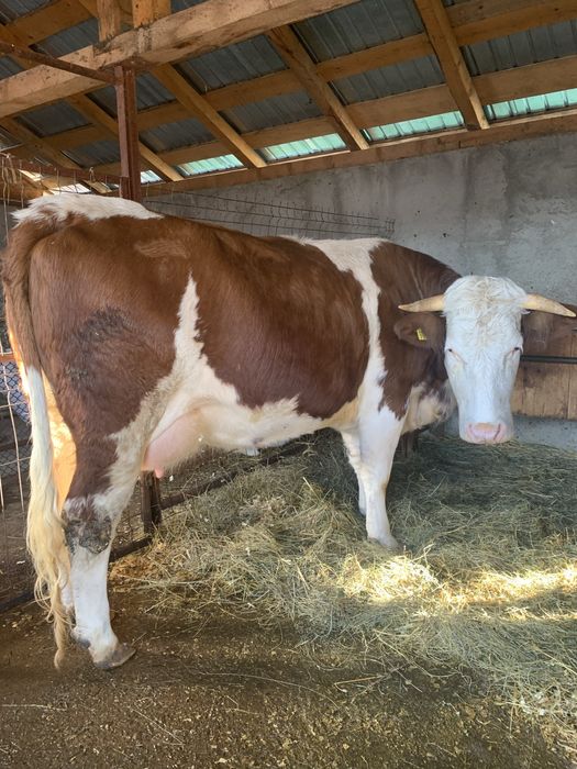 Vând vacă și vițea