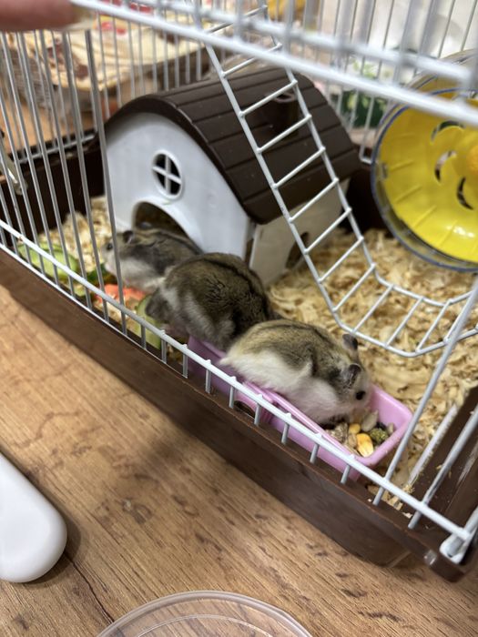 Продам хомяков.