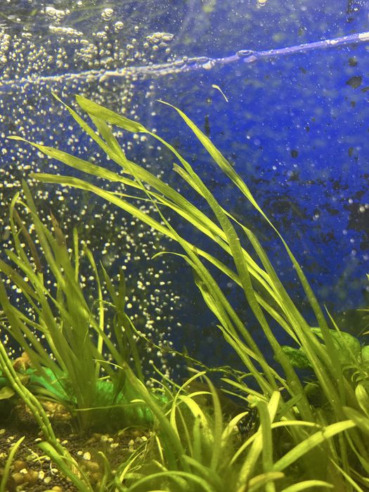 Аквариумные растения