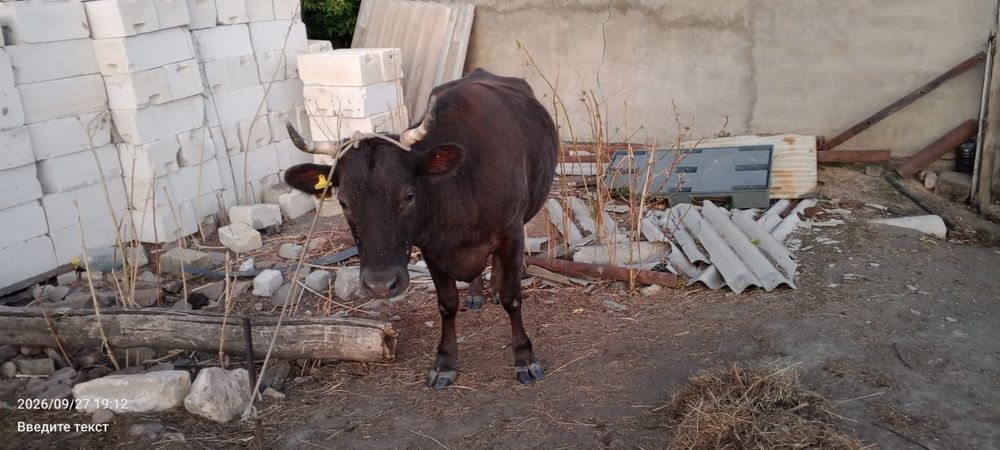 Продается корова,2-ым отелом.