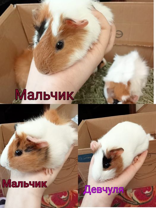 Продам морских свинок