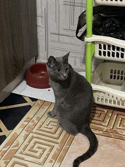 отдаем кошку, в хорошие руки!