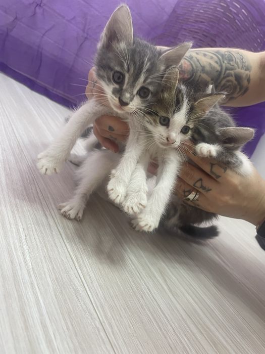 Котята в добрые руки