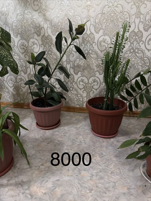 Большие комнатные цветы