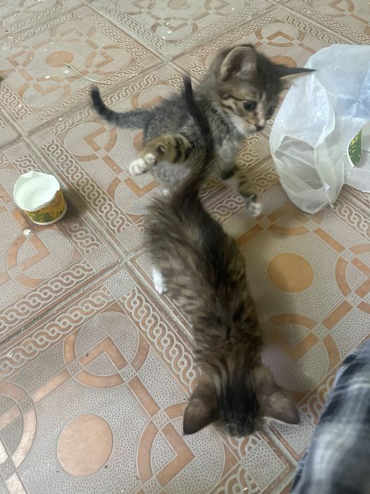 Отдам котят даром