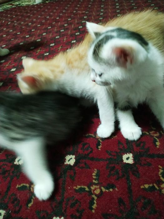 Мушучалар сотилади