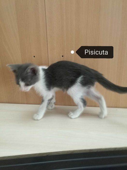 4 pisicute - adoptie