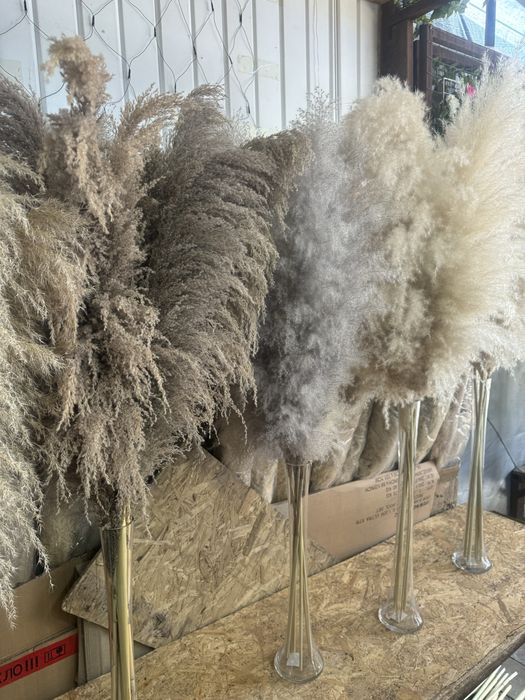 Сухоцветы Камыши