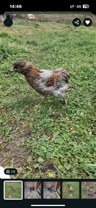 Vand cocos australorp si 3 găini