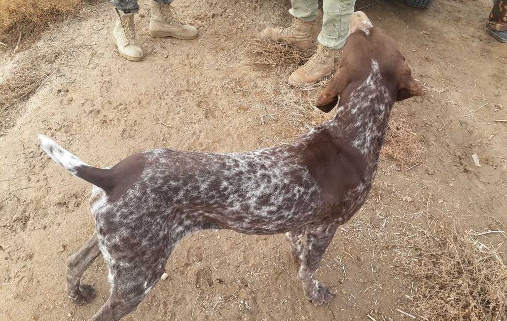 Куцхаар овчи ит.