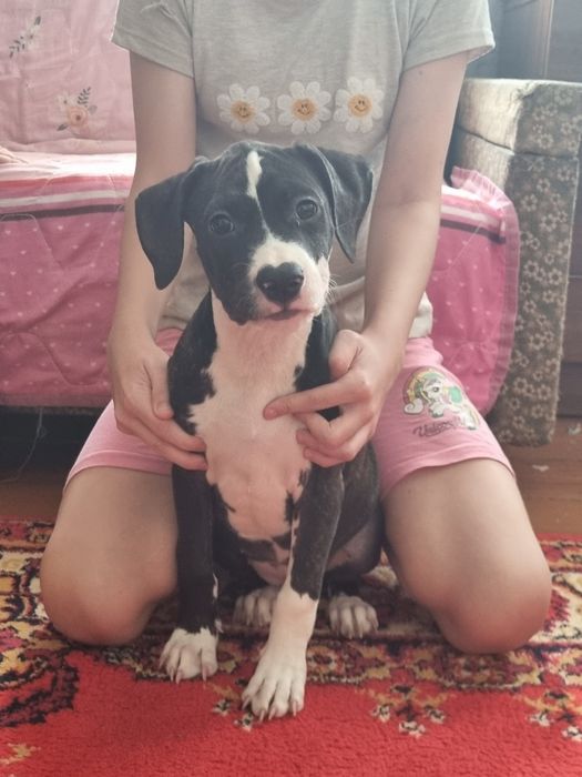 Срочно продам АСТ девочка